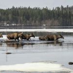 How a 24-hour livestream of moose became a Swedish TV sensation