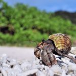 Three Chinese nationals arrested in Japan after thousands of protected hermit crabs found smuggled in suitcases
